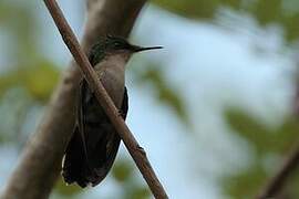 Antillean Crested Hummingbird