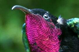 Purple-throated Carib