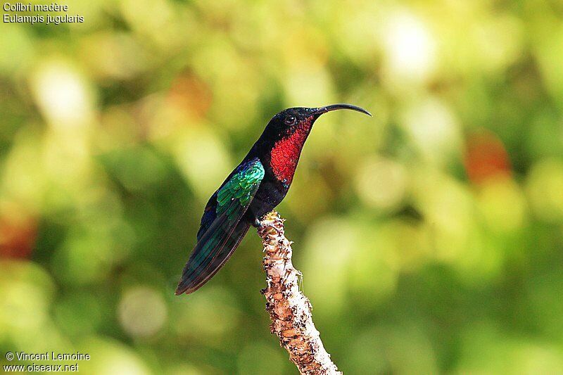 Colibri madèreadulte