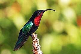 Purple-throated Carib