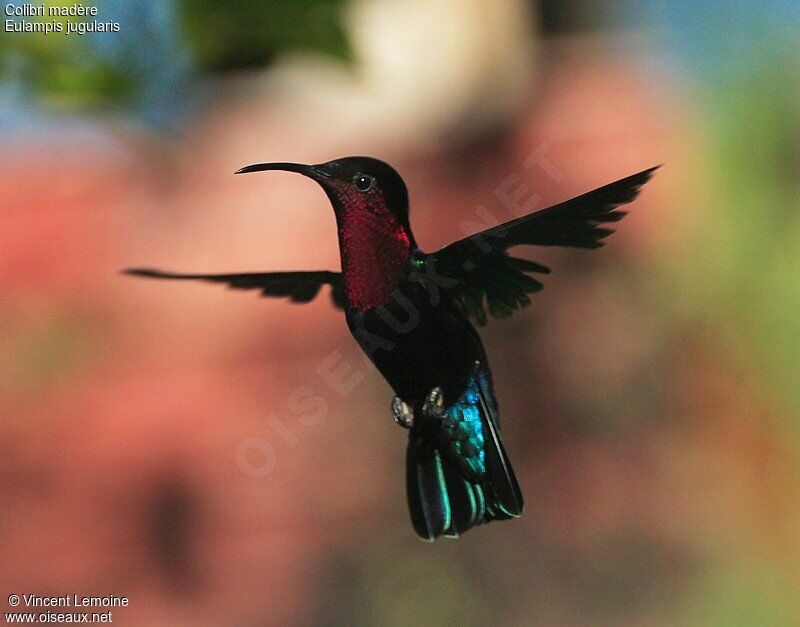 Colibri madèreadulte