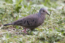 Common Ground Dove