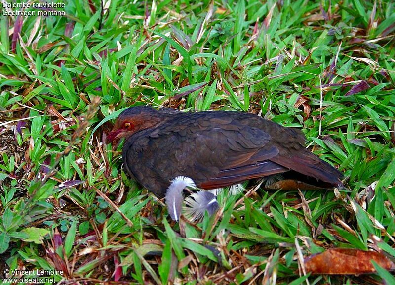 Ruddy Quail-Dove female adult