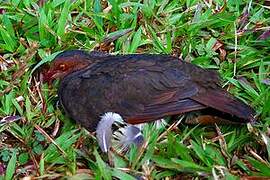 Ruddy Quail-Dove