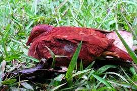 Ruddy Quail-Dove
