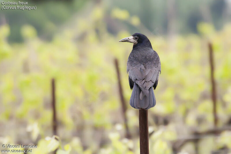 Corbeau freux