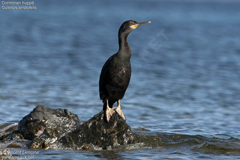 Cormoran huppéadulte