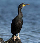 European Shag