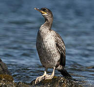 European Shag