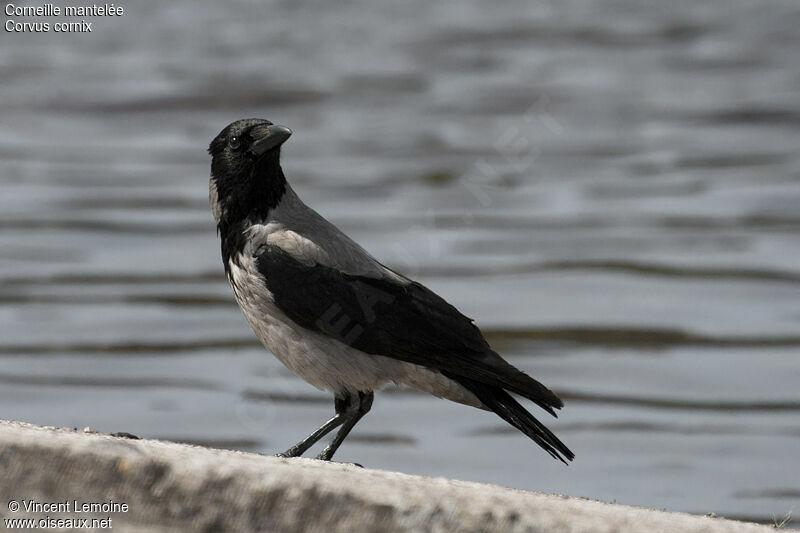 Hooded Crowadult