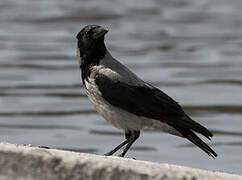 Hooded Crow