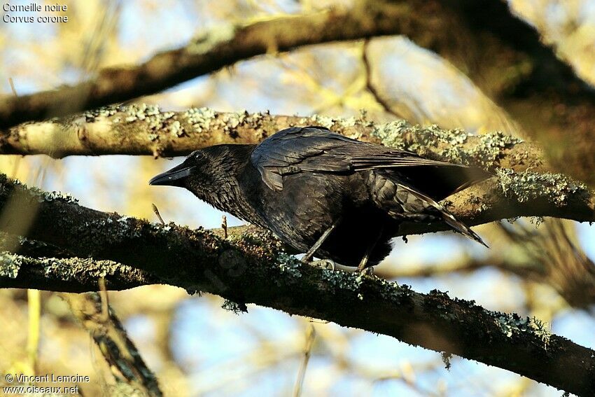 Carrion Crow