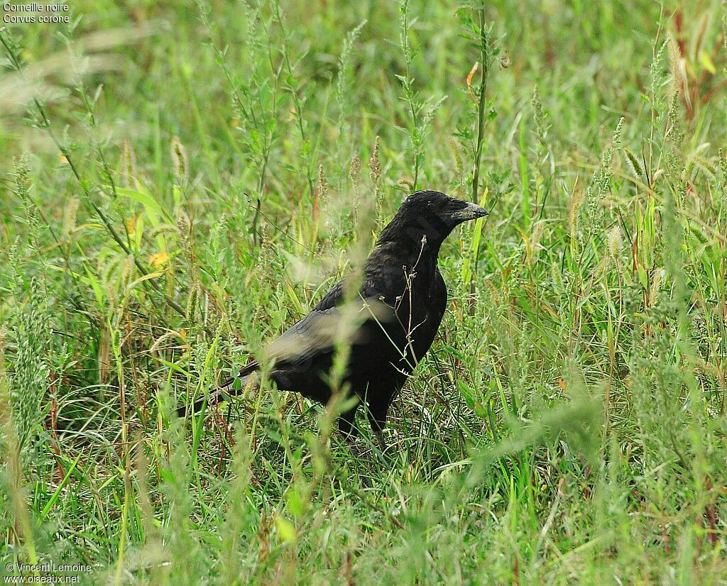 Carrion Crow