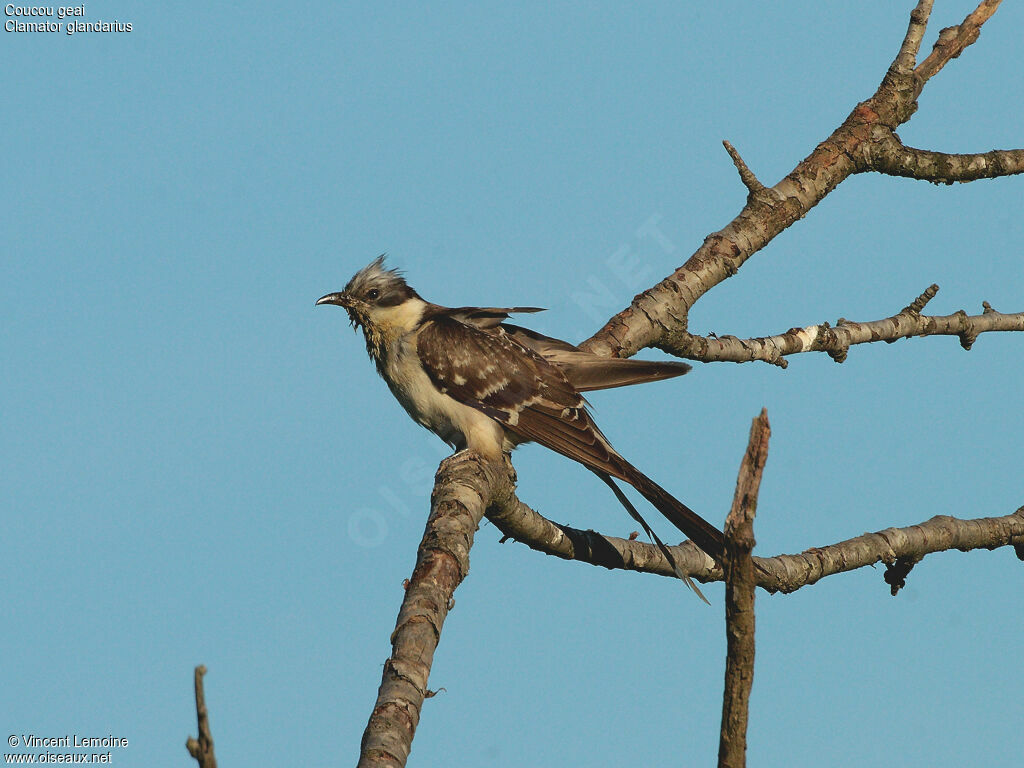 Great Spotted Cuckoo