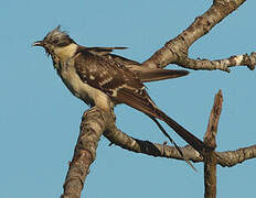 Great Spotted Cuckoo