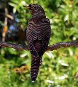 Common Cuckoo