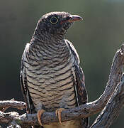 Common Cuckoo