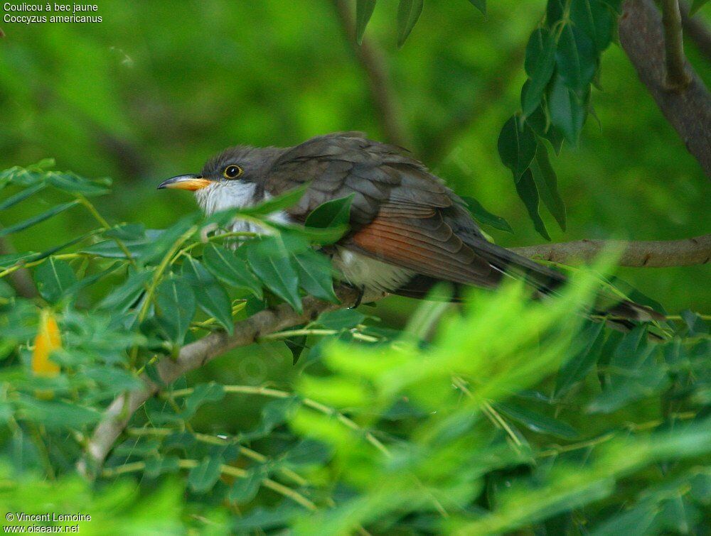 Yellow-billed Cuckoo