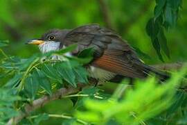 Yellow-billed Cuckoo