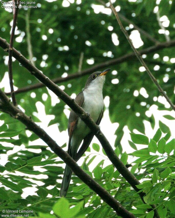 Yellow-billed Cuckoo