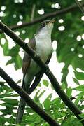 Yellow-billed Cuckoo