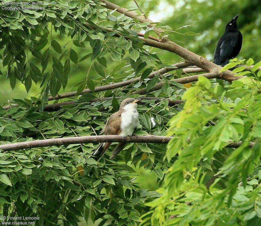 Yellow-billed Cuckoo