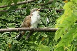 Yellow-billed Cuckoo