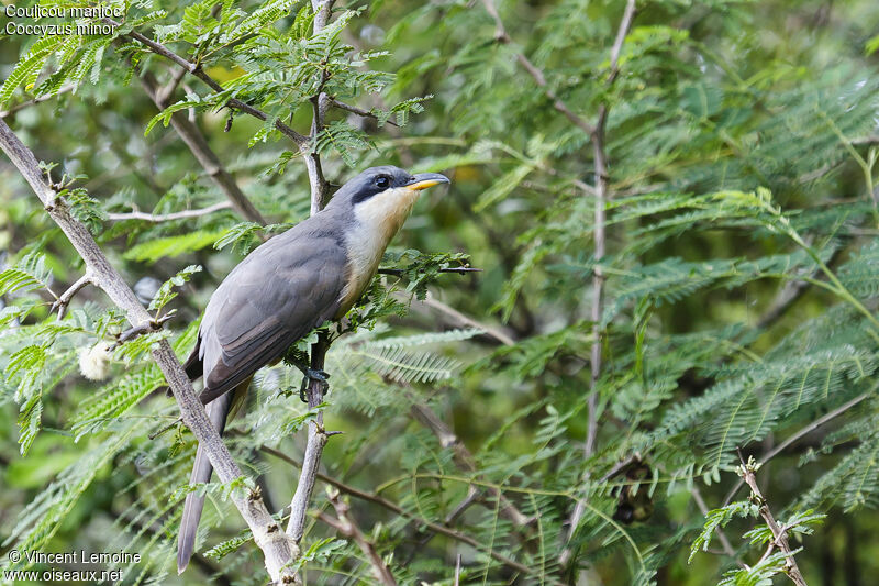 Mangrove Cuckooadult