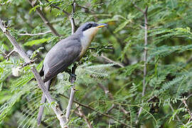 Mangrove Cuckoo