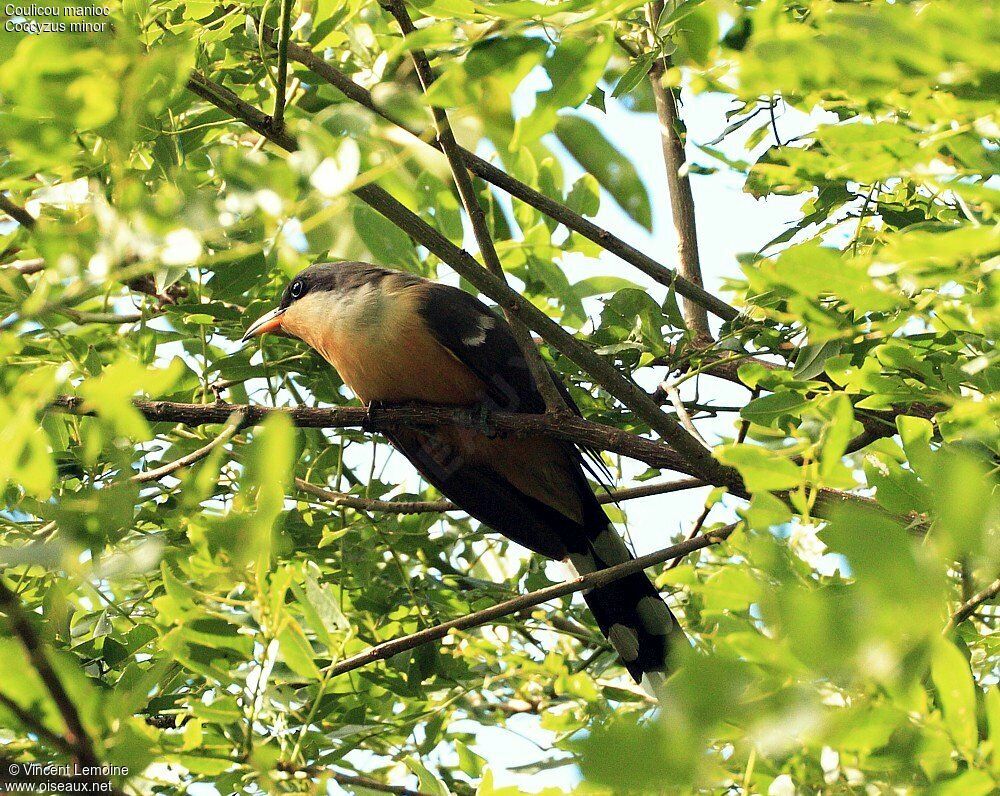 Mangrove Cuckooadult