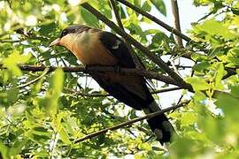 Mangrove Cuckoo