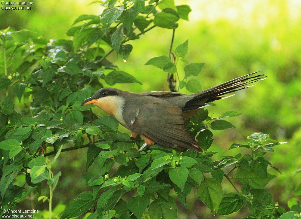 Mangrove Cuckooadult