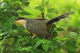 Mangrove Cuckoo