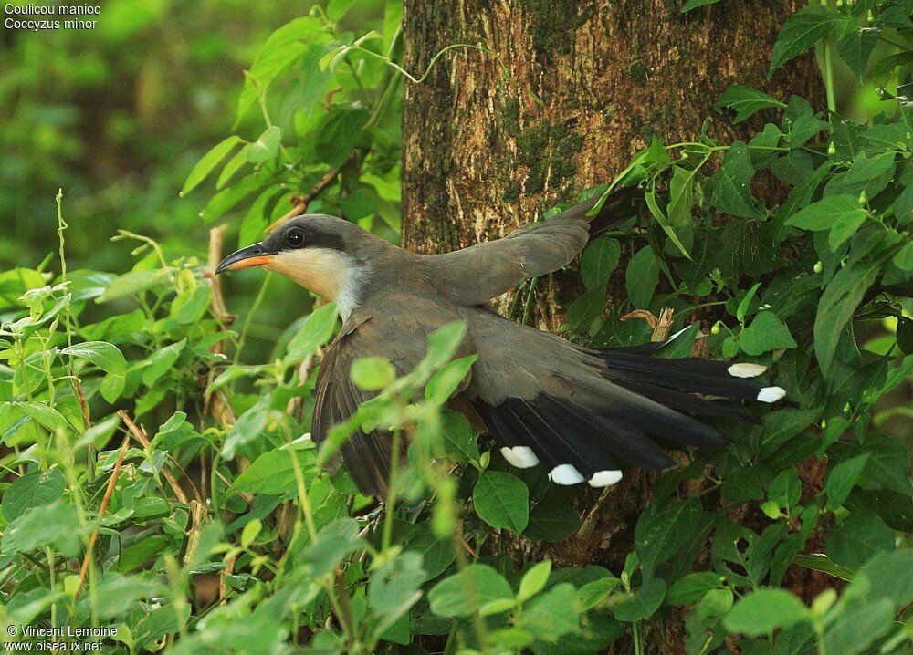 Mangrove Cuckoo