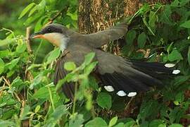 Coulicou manioc