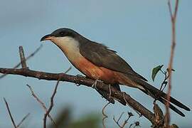 Mangrove Cuckoo