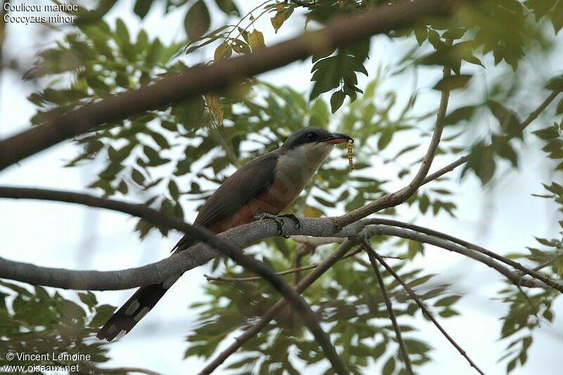 Mangrove Cuckoo