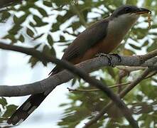 Mangrove Cuckoo