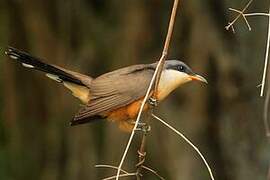 Mangrove Cuckoo