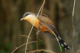 Mangrove Cuckoo