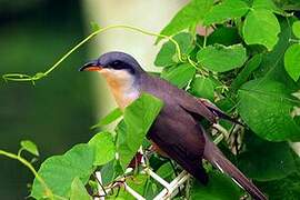 Mangrove Cuckoo