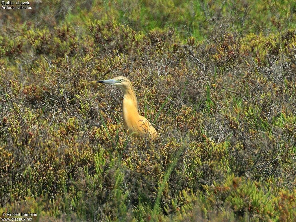 Squacco Heron