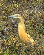 Squacco Heron