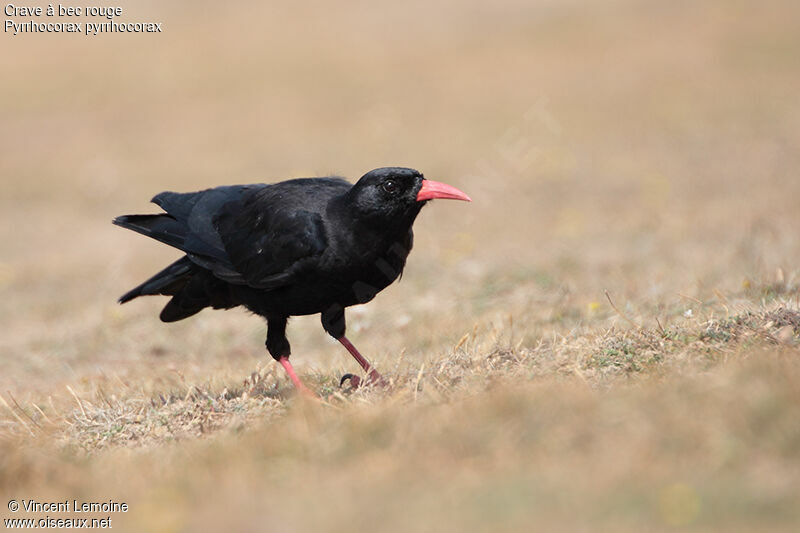 Red-billed Chough