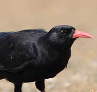 Red-billed Chough