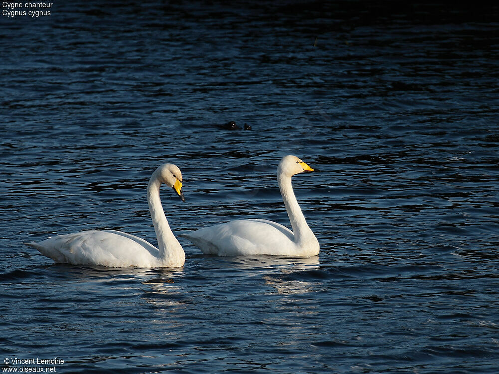 Cygne chanteur