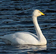 Whooper Swan