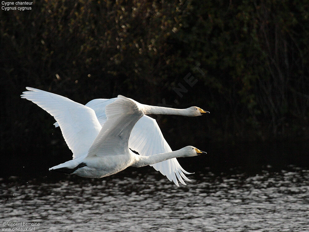 Cygne chanteur