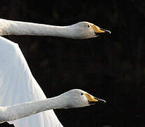 Whooper Swan