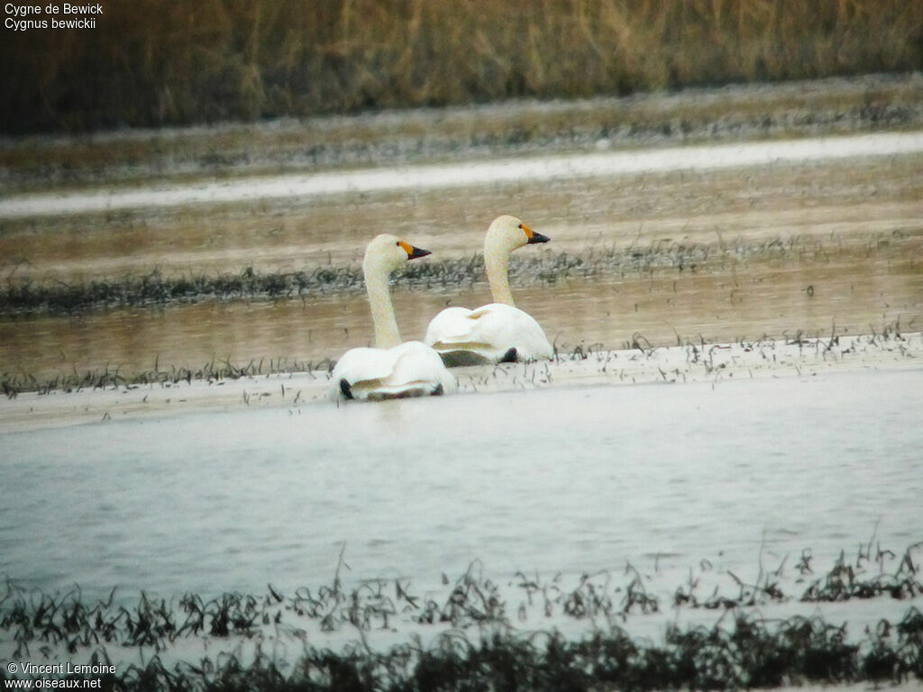 Cygne de Bewick